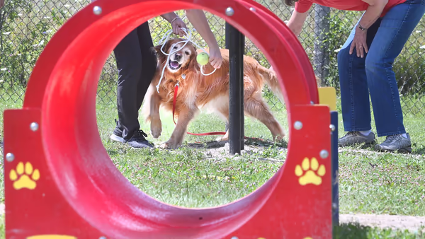 Marv's Bark Park photo 1